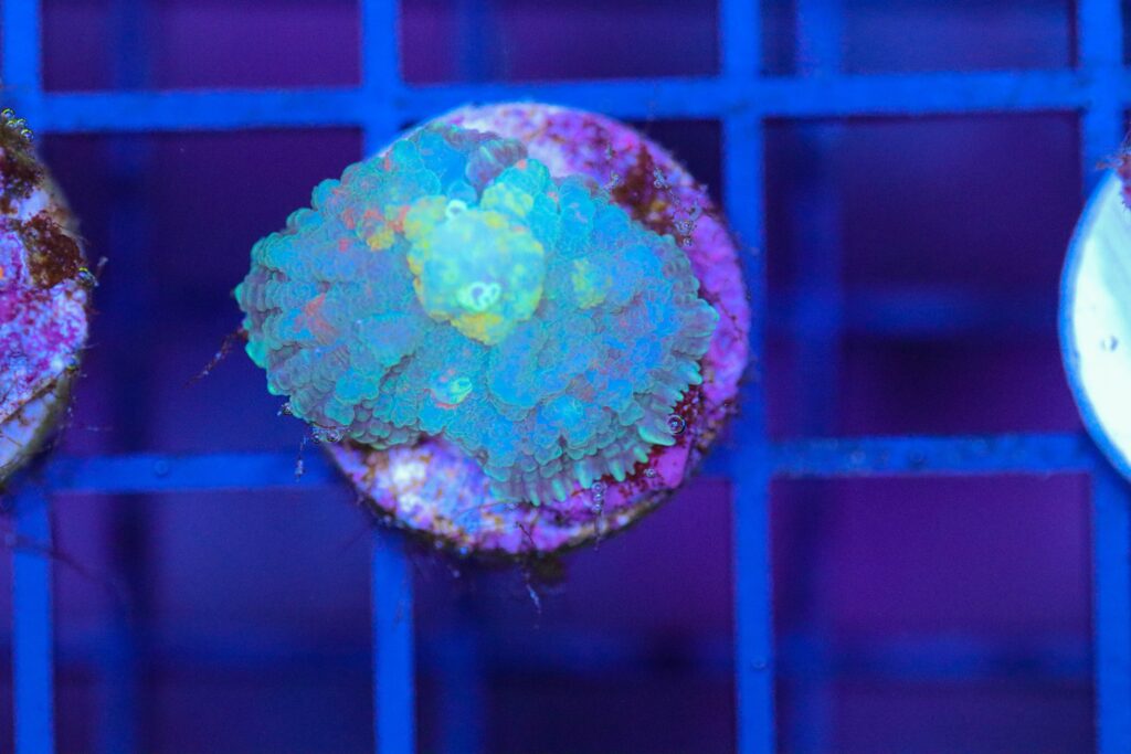 Frag Box Corals