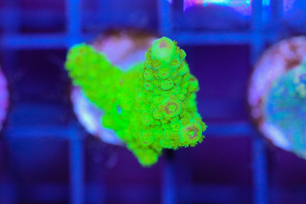 Frag Box Corals