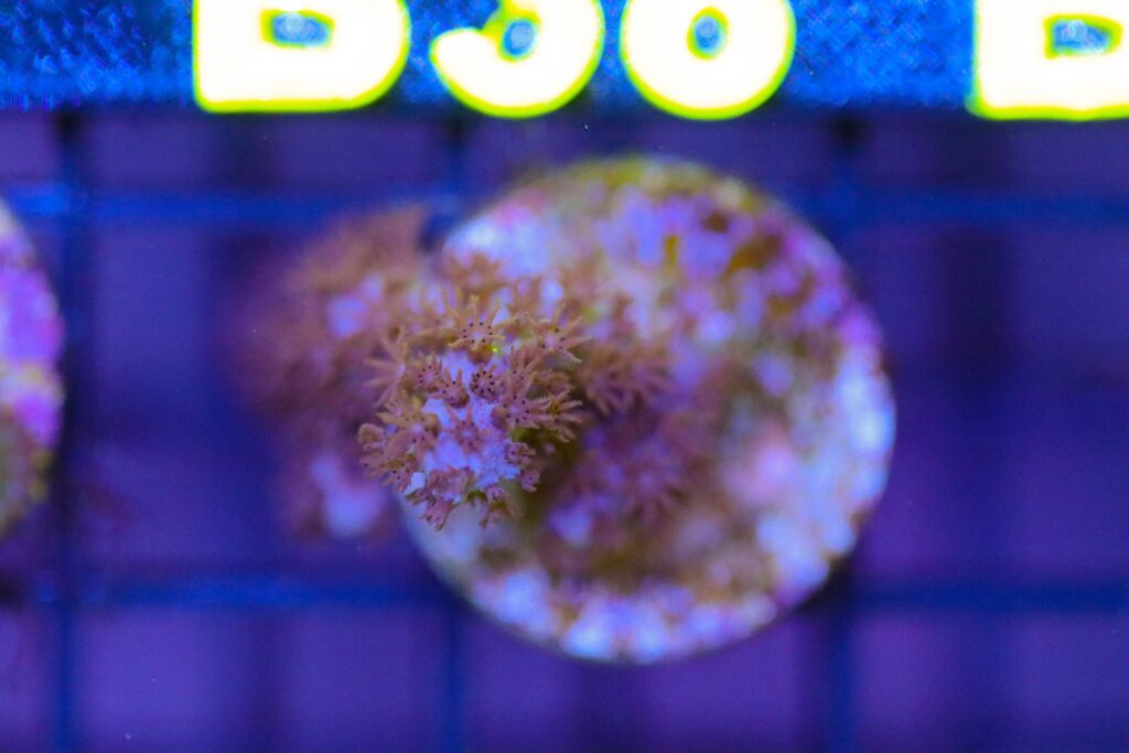 Frag Box Corals
