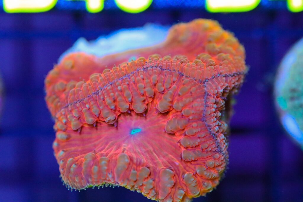 Frag Box Corals