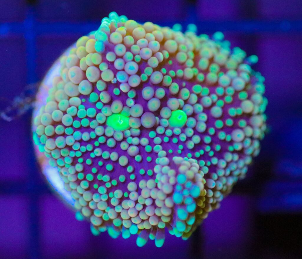 Frag Box Corals