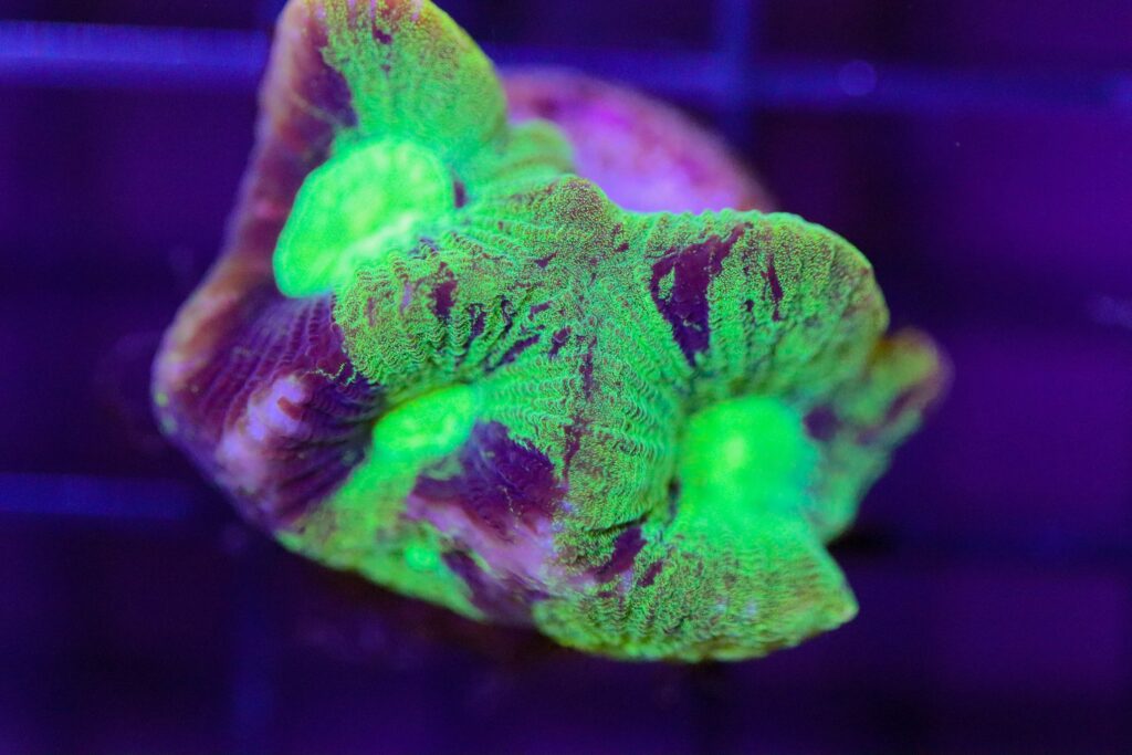 Frag Box Corals
