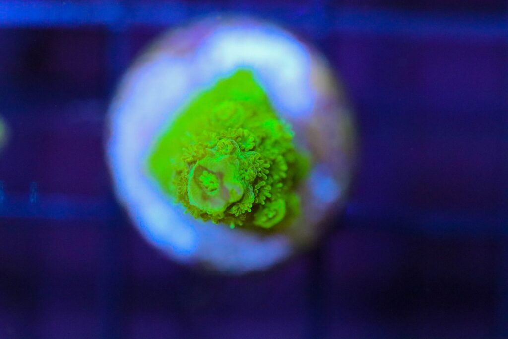 Frag Box Corals