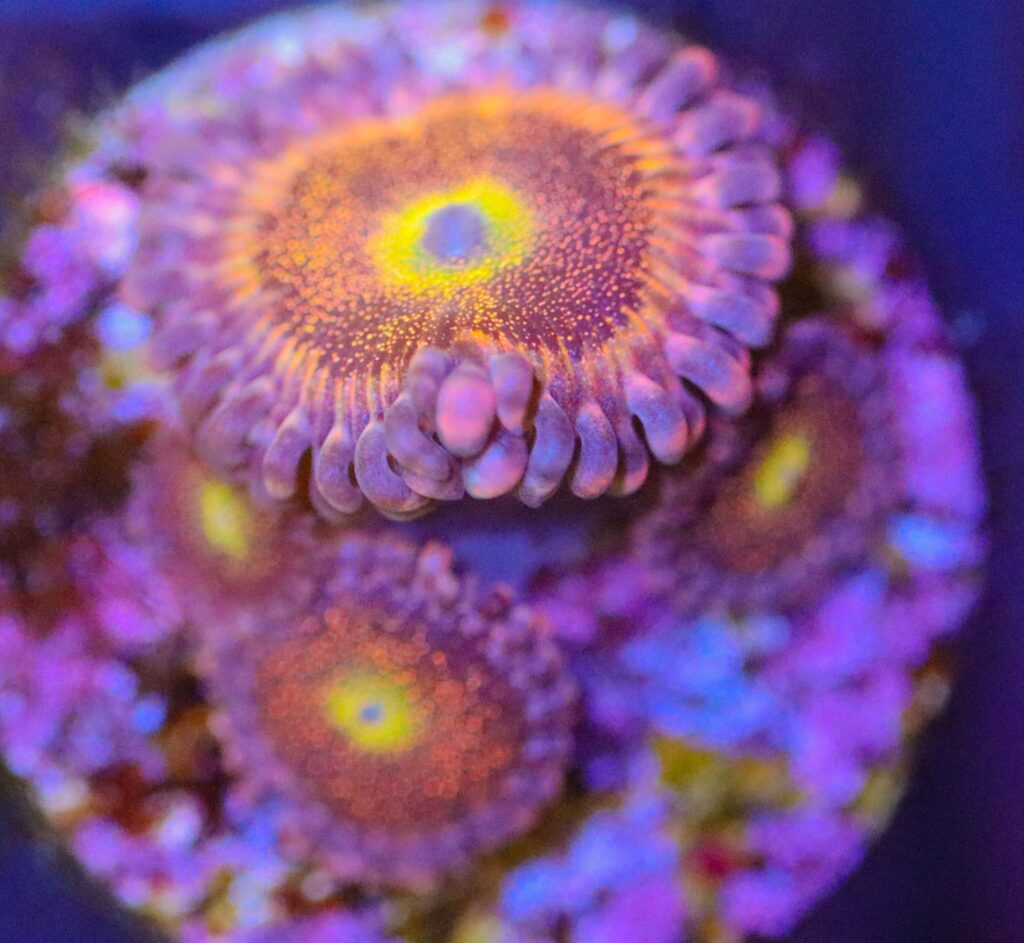 Frag Box Corals