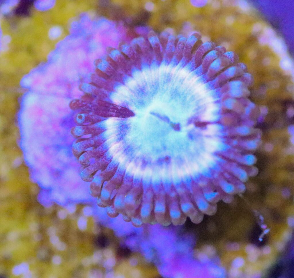 Frag Box Corals