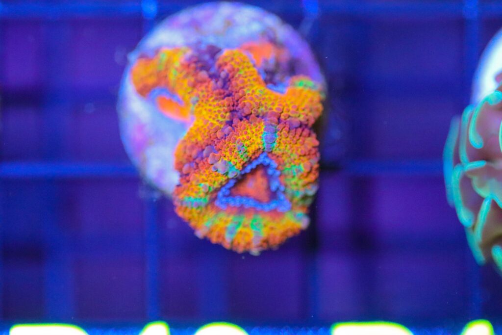 Frag Box Corals