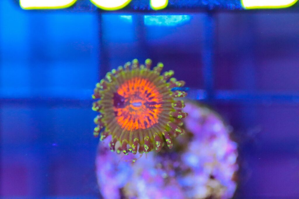Frag Box Corals