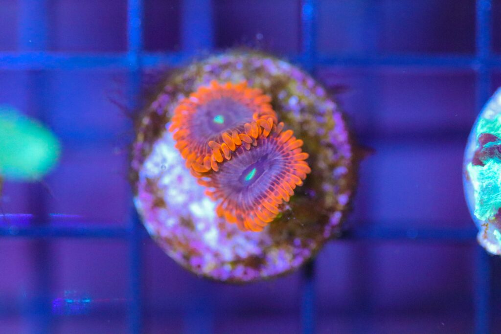 Frag Box Corals