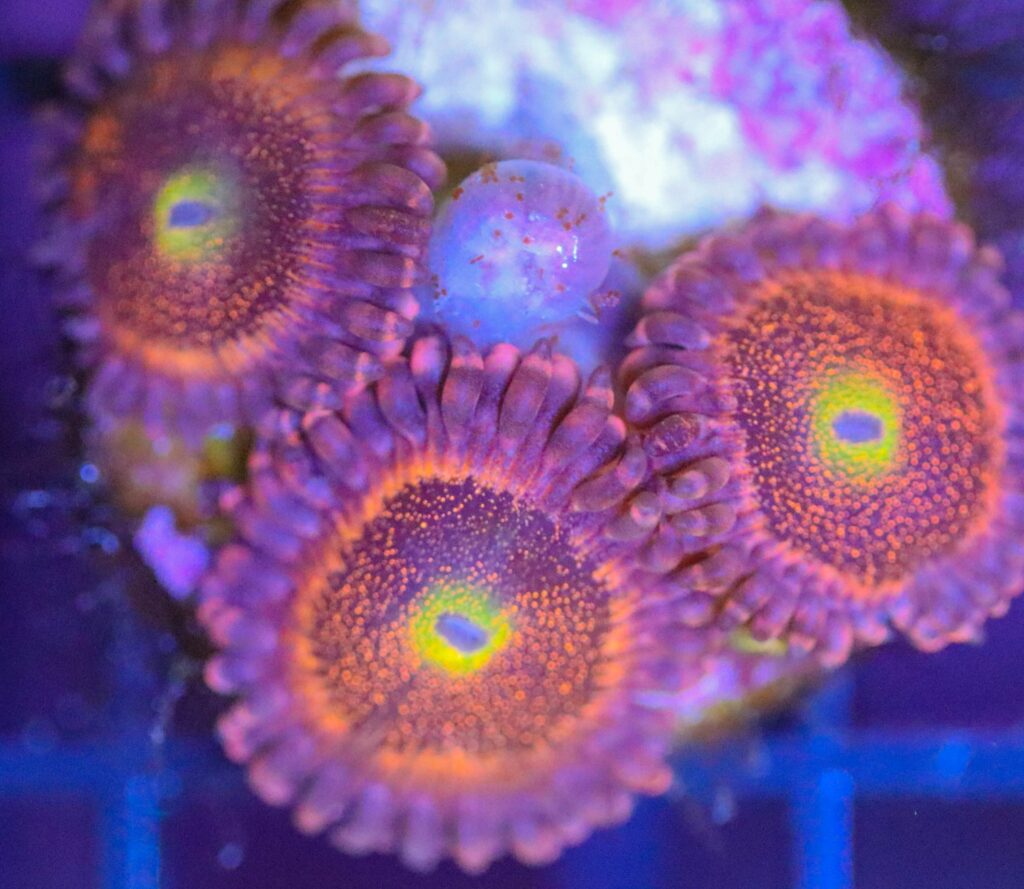Frag Box Corals