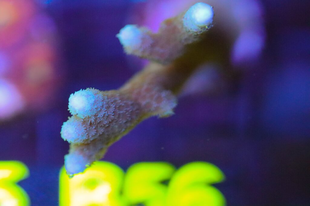Frag Box Corals