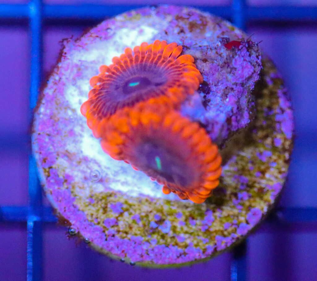 Frag Box Corals