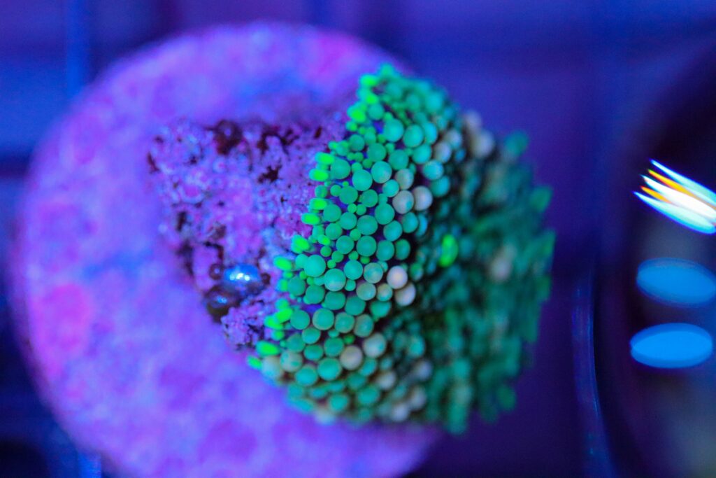 Frag Box Corals