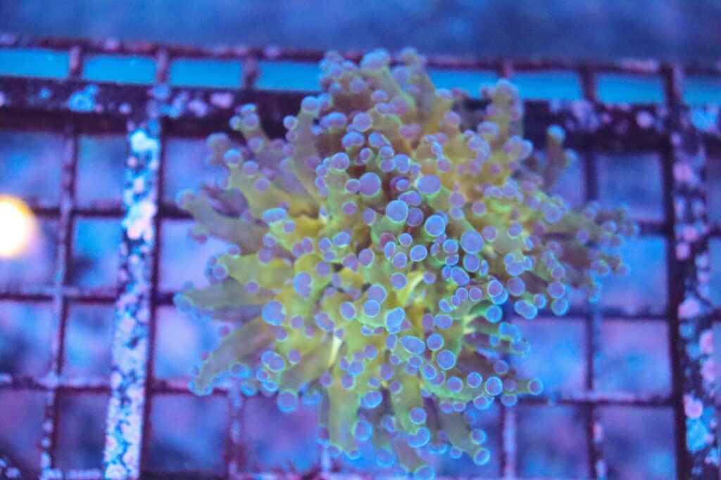 Frag Box Corals