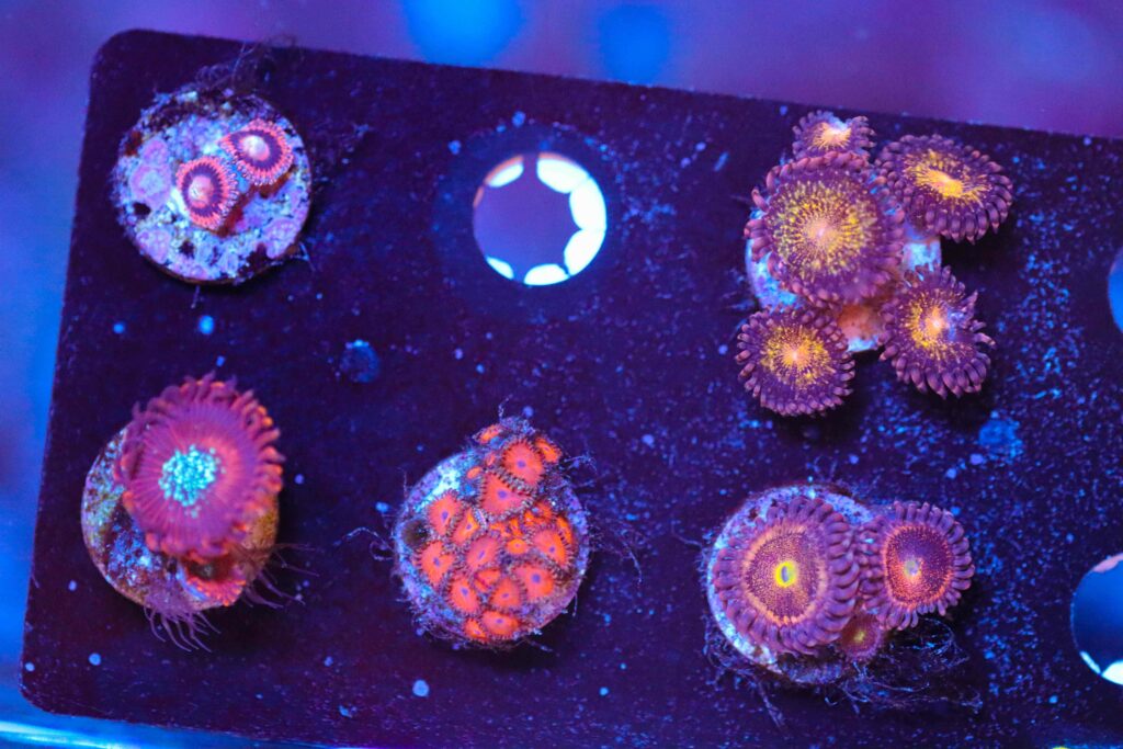 Frag Box Corals