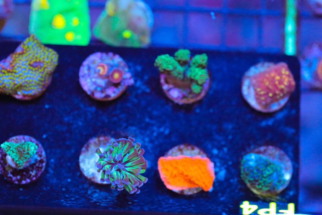Frag Box Corals