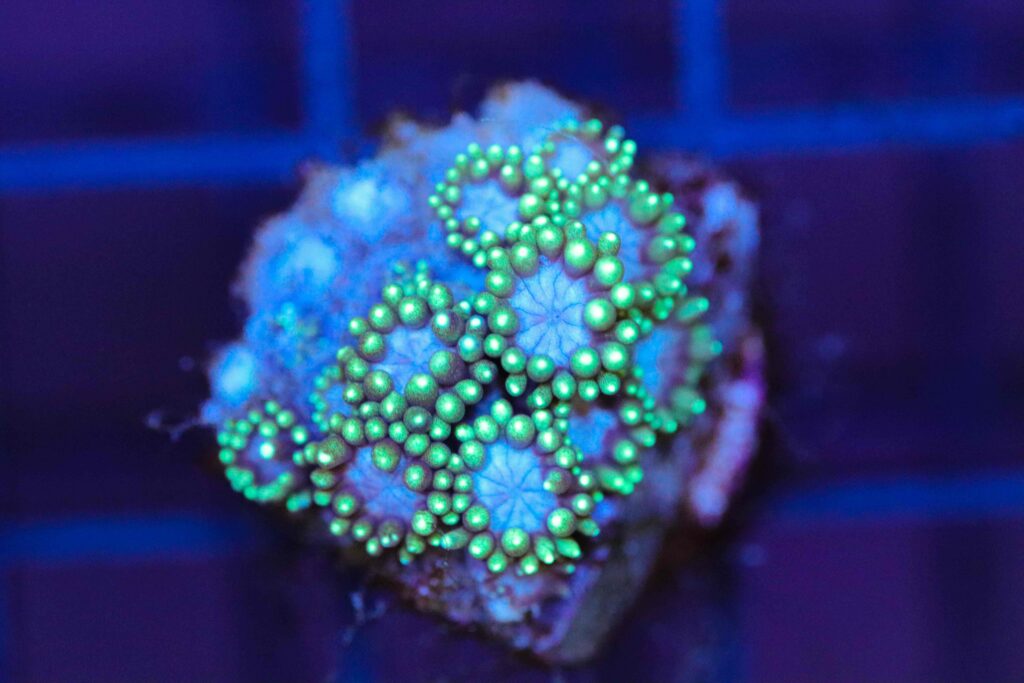 Frag Box Corals