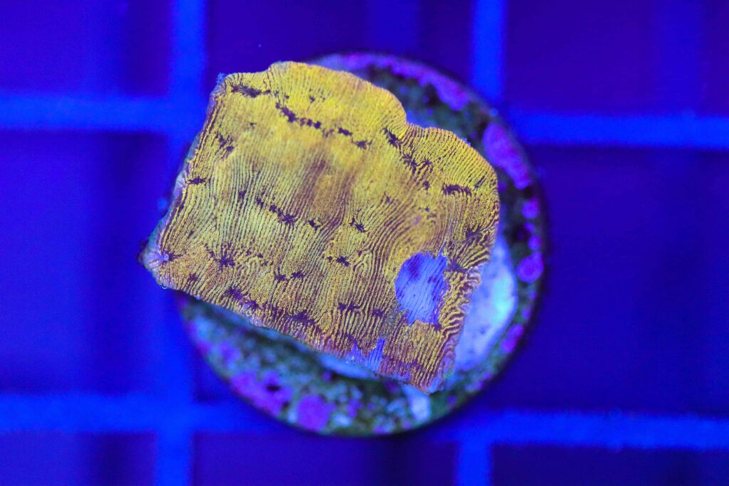 Frag Box Corals