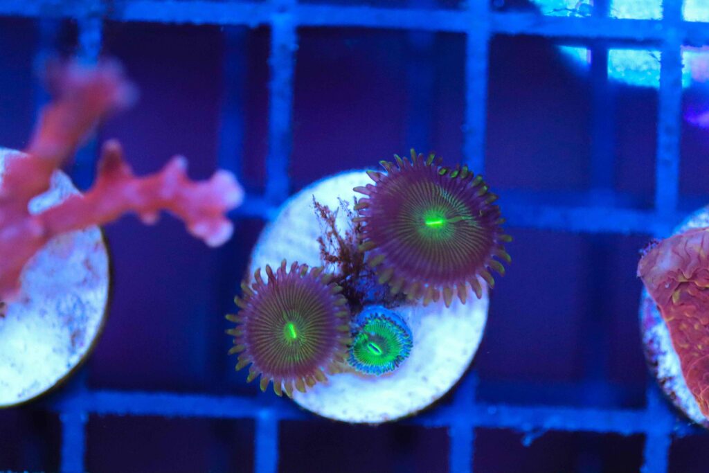 Frag Box Corals
