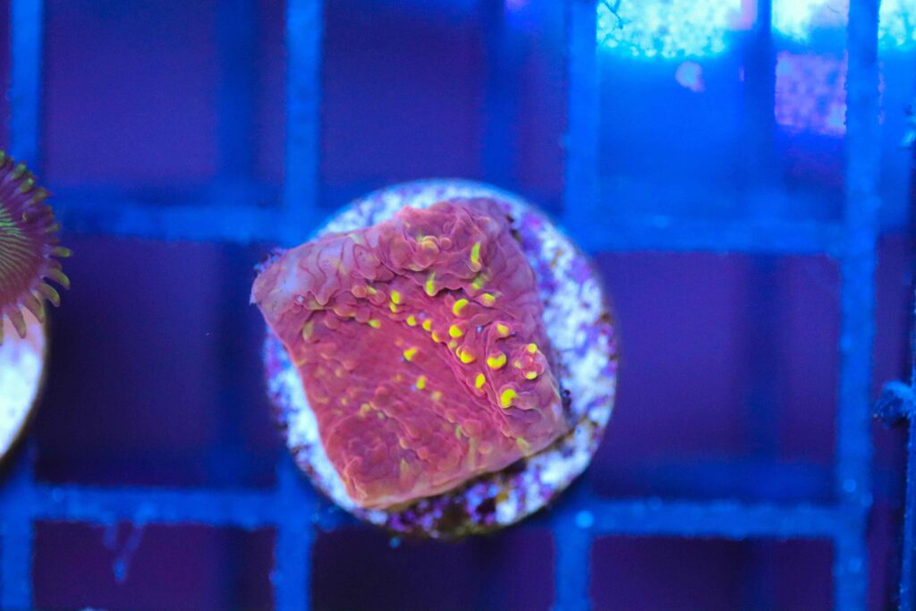 Frag Box Corals