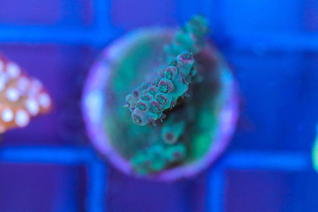 Frag Box Corals