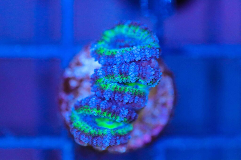 Frag Box Corals
