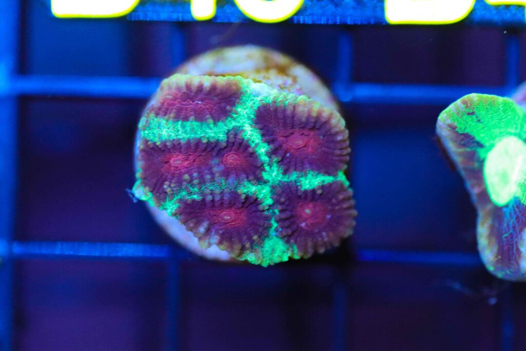 Frag Box Corals