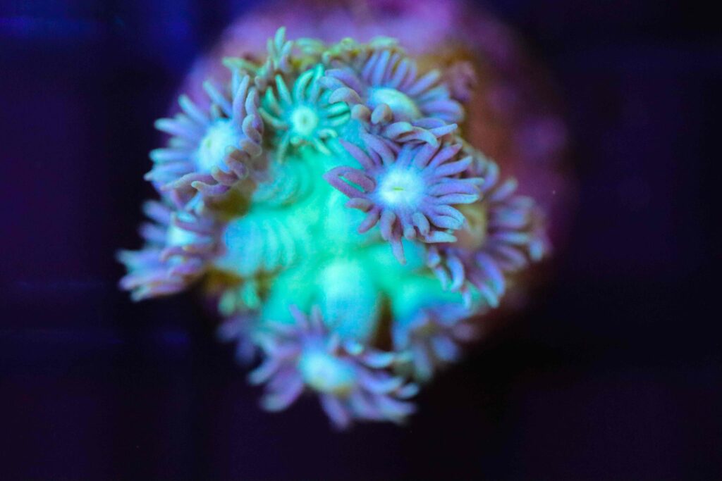 Frag Box Corals