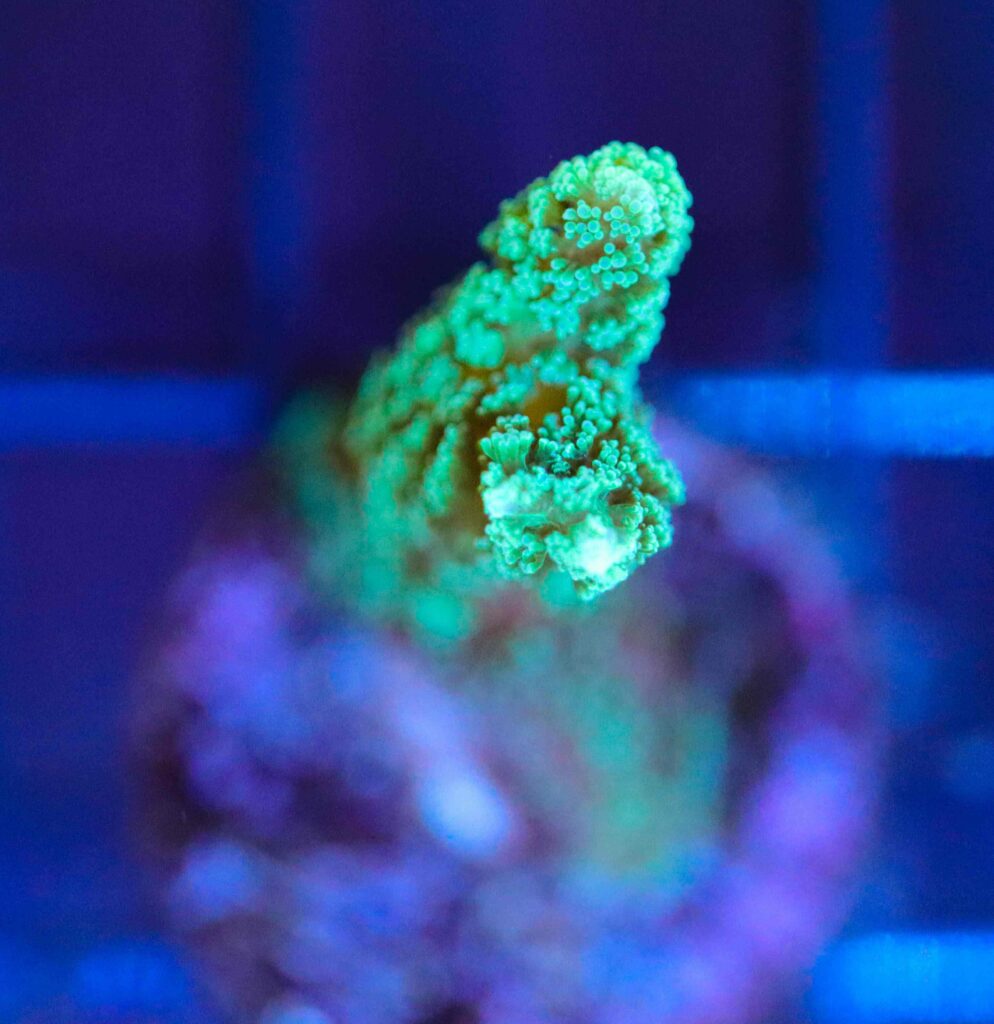 Frag Box Corals