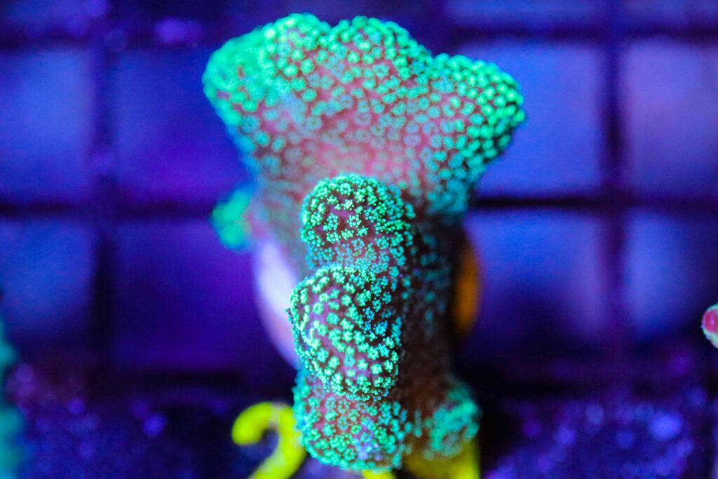 Frag Box Corals