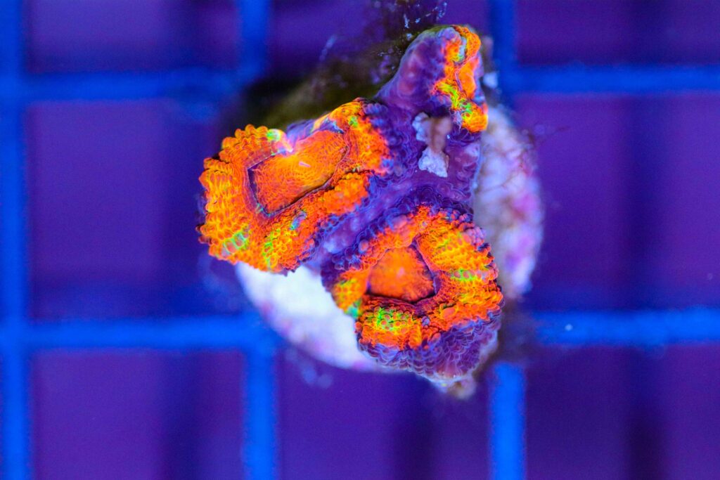 Frag Box Corals