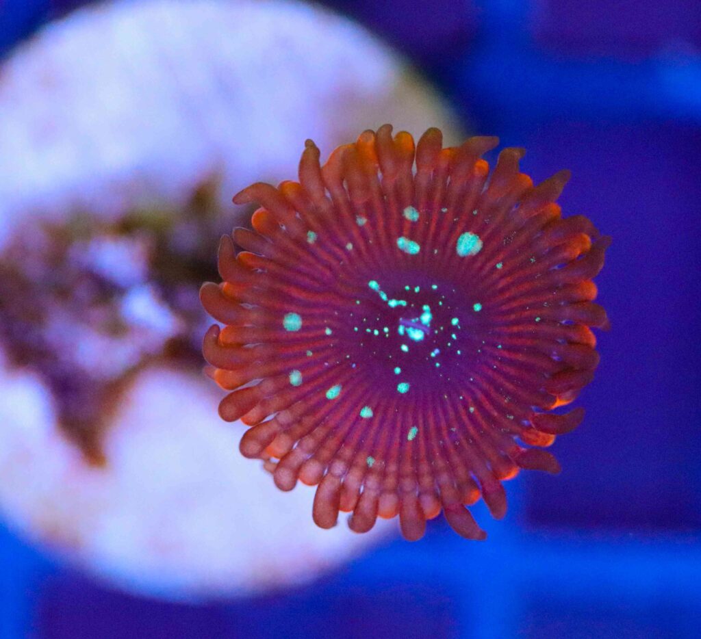 Frag Box Corals