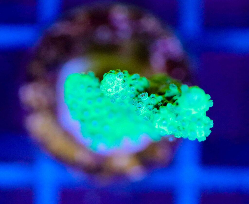 Frag Box Corals