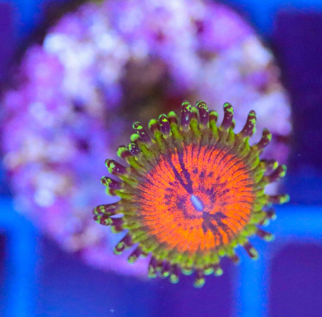 Frag Box Corals