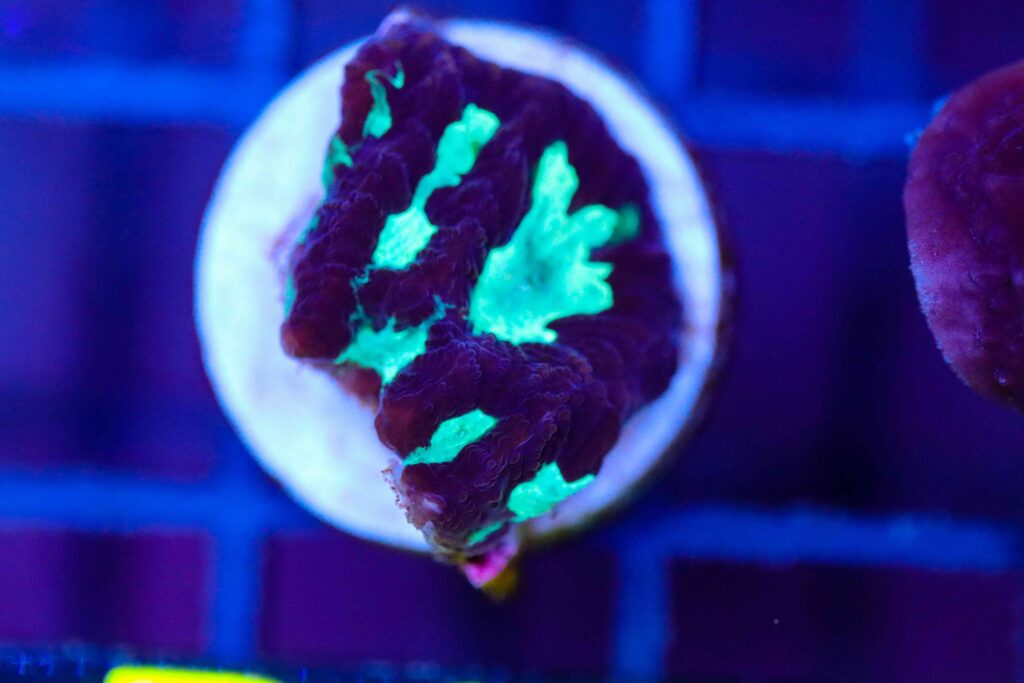 Frag Box Corals