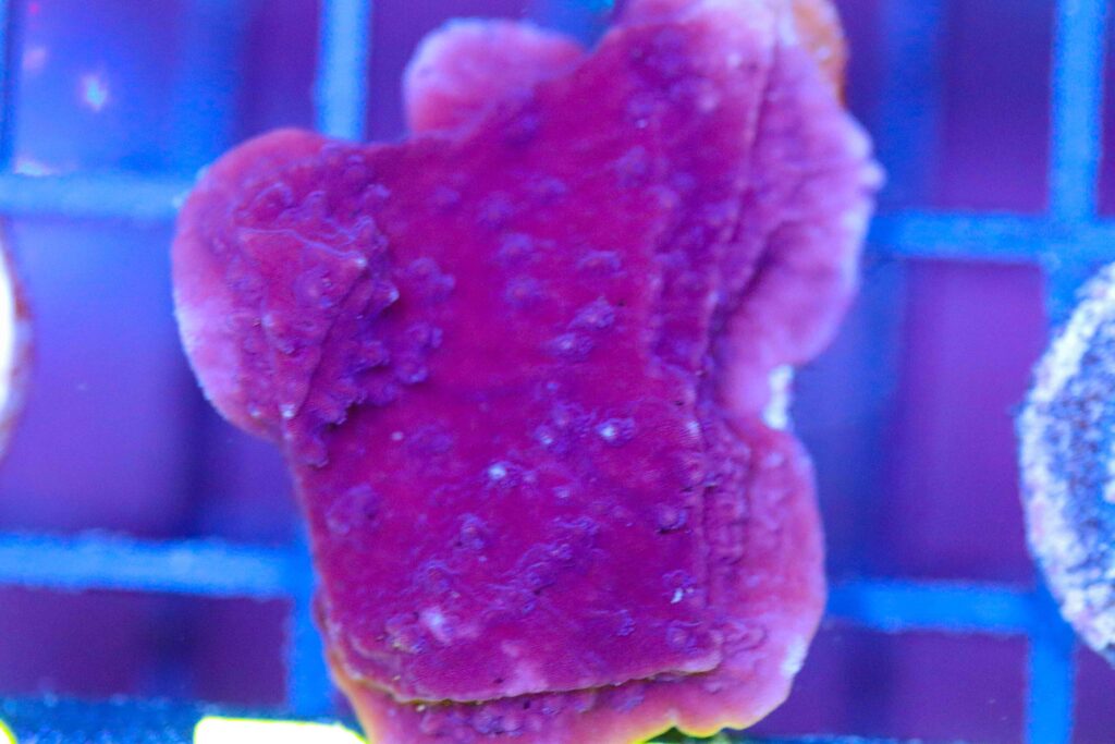 Frag Box Corals