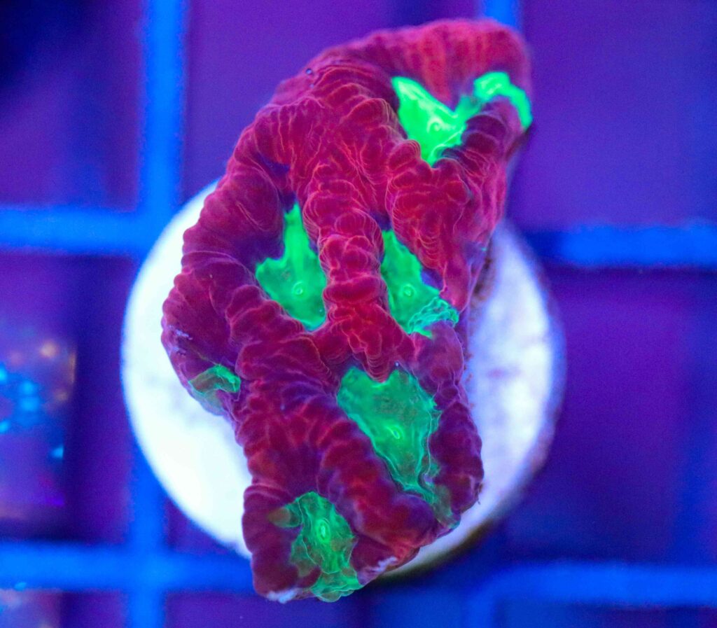 Frag Box Corals