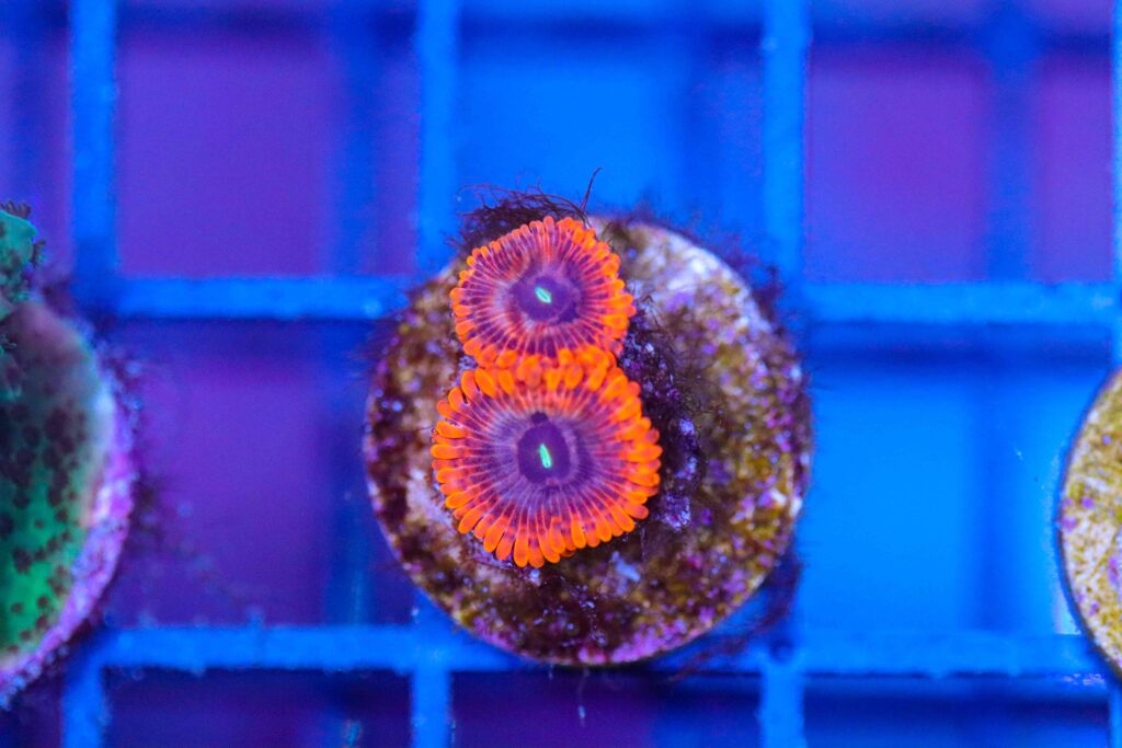 Frag Box Corals