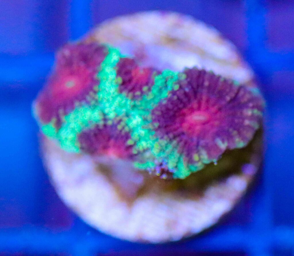 Frag Box Corals