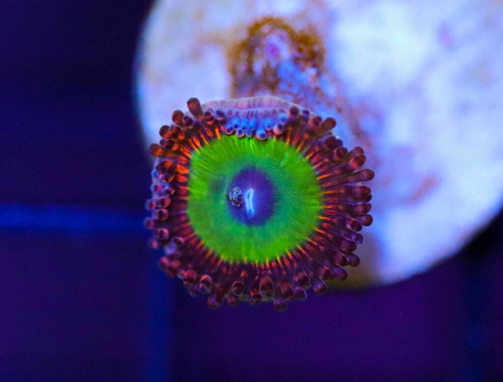 Frag Box Corals