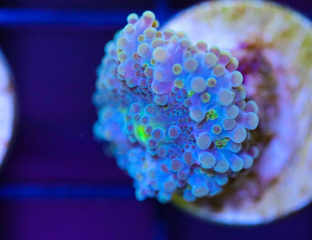 Frag Box Corals