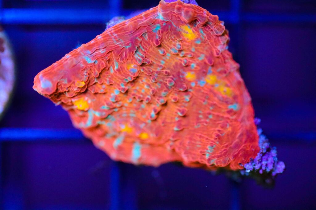 Frag Box Corals
