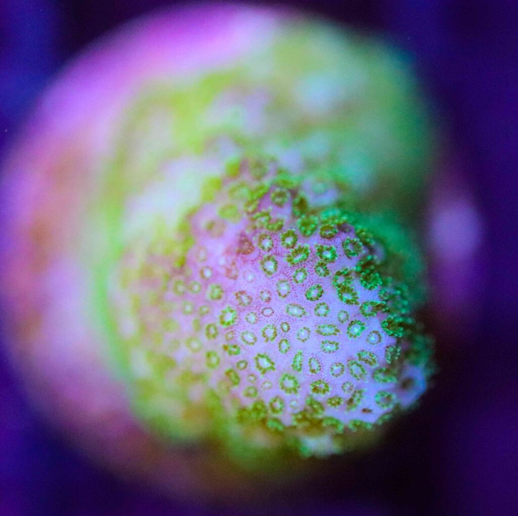 Frag Box Corals