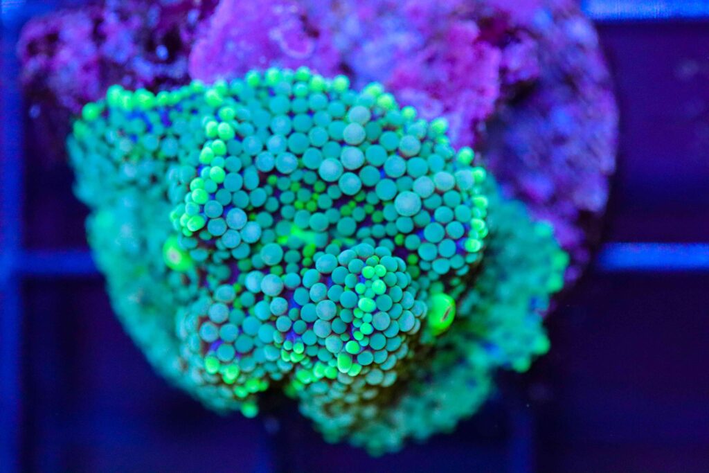 Frag Box Corals