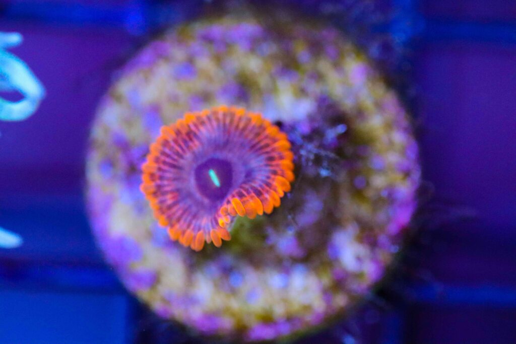 Frag Box Corals