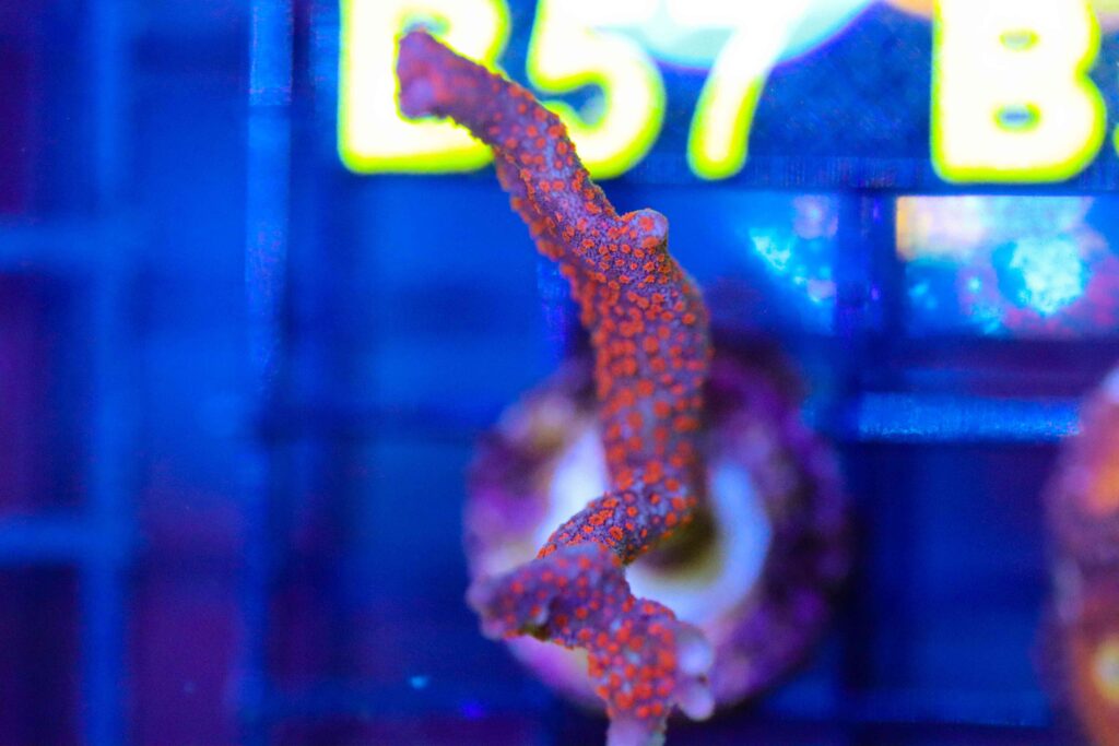 Frag Box Corals