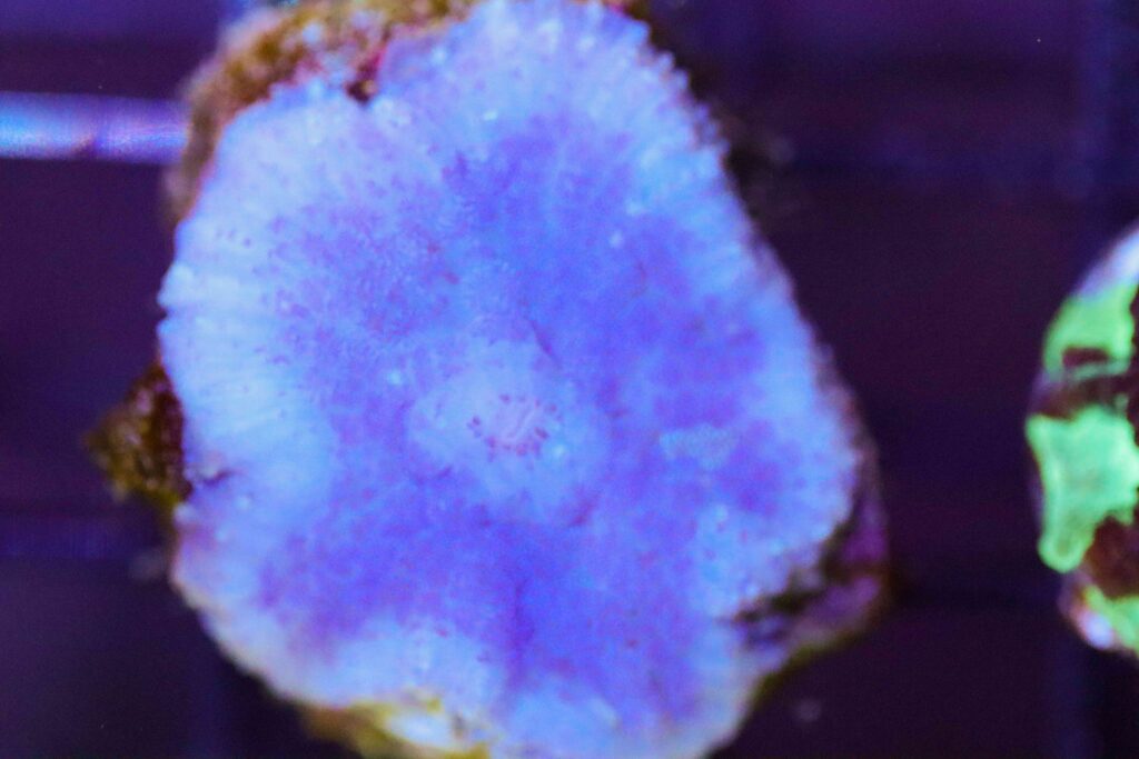 Frag Box Corals