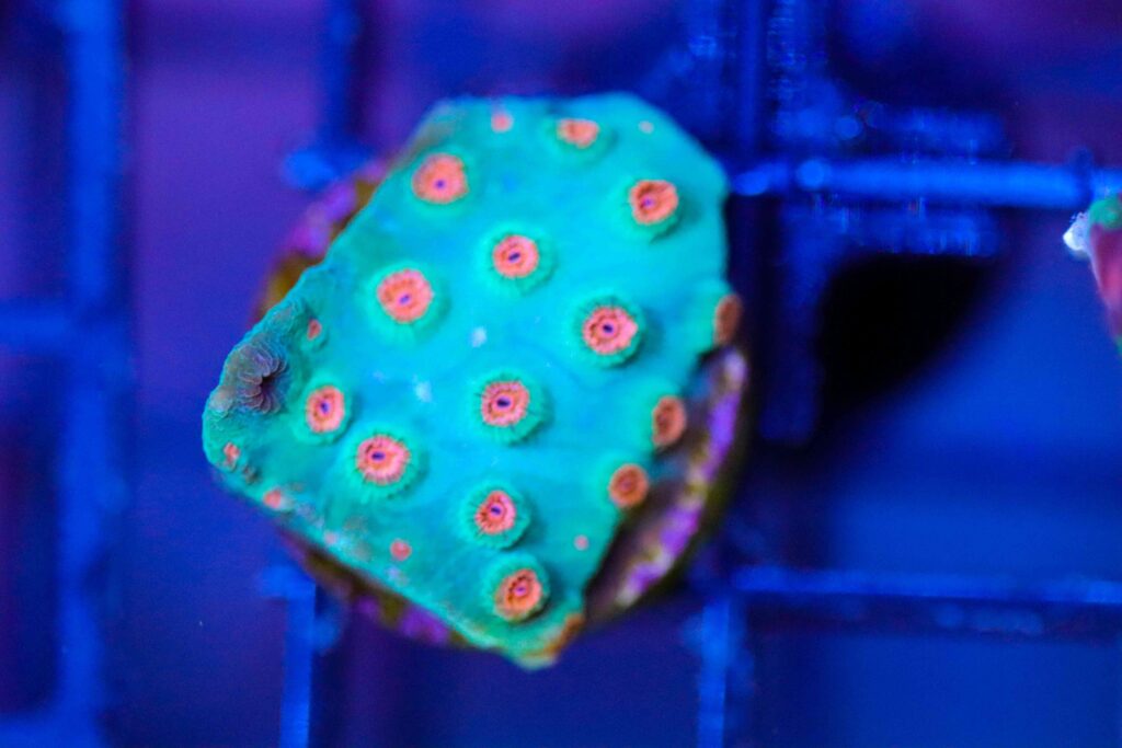 Frag Box Corals