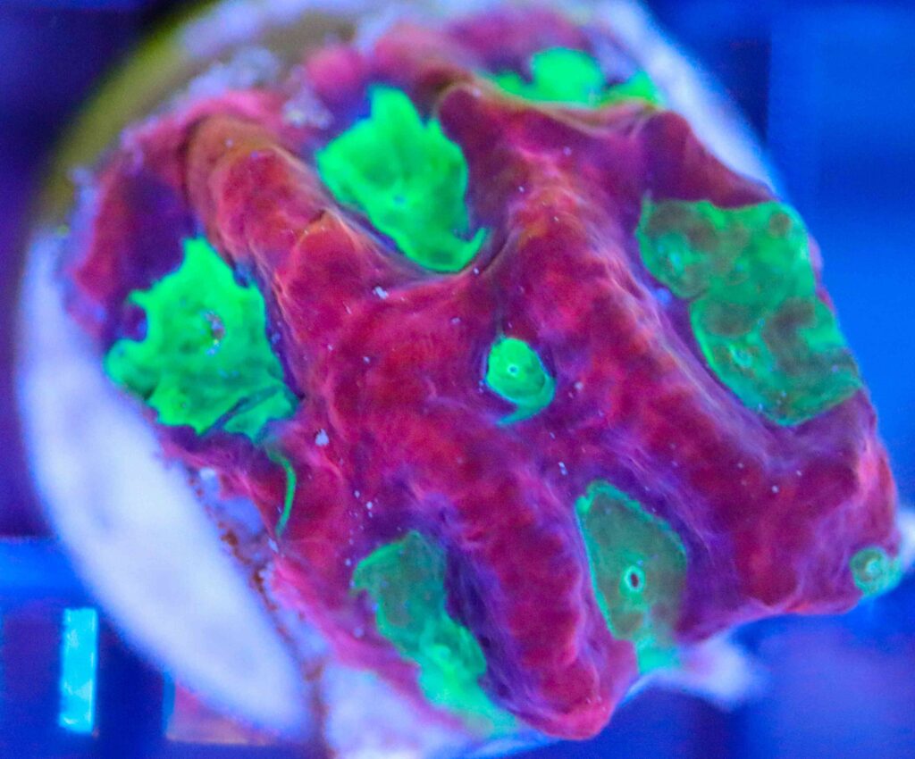 Frag Box Corals