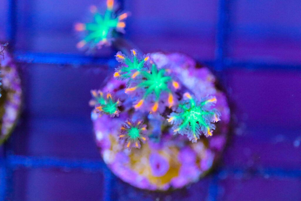 Frag Box Corals