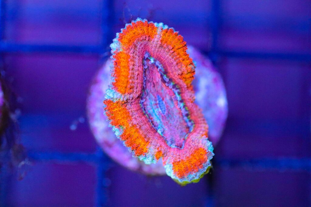 Frag Box Corals